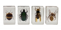 Celestron 3D Bug Specimen Kit 2