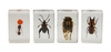 Celestron 3D Bug Specimen Kit 3