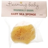 Beaming Baby Organic Baby Sea Sponge,  Large
