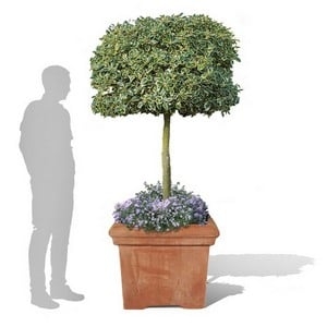 Baytree Square Terracini Pots
