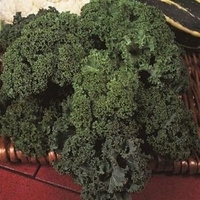 Borecole Green Curled Dwarf (10 Plants) Organic