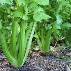Celery Green Utah (10 Plants) Organic