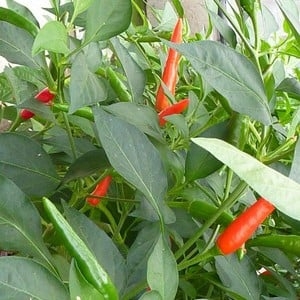 Chilli Pepper - Birds Eye (3 Plants) Organic