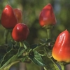 Chilli Pepper Firecracker (3 Plants) Organic