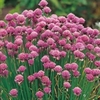 Chives (3 Plants) Organic