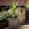 Clayfibre Square Lion Head Planter