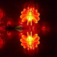10M 52 LEDs Red Lantern Light String(CIS-84134)