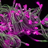 10M 80 Heads Purple Shining Star LED String Light (CIS-84023)