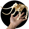3D Puzzle Dinosaur Fossil Dinosaur Figure Dinosaur Animals Adorable Parent-Child Interaction Plastic Child