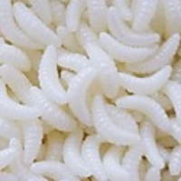 60 pcs Fishing Lures Soft Bait Worm Bass Trout Pike Freshwater Fishing Carp Fishing Soft Plastic