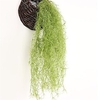 Artificial Plants Plastic Modern Contemporary Wall Flower Simulation Water Grass Wall Hanging miniinthebox