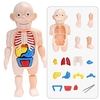Body Anatomy Model For kids Children Human Torso Model Montessori Educational Learning Toys Organ Assembled Toy Kids 3D Puzzles miniinthebox