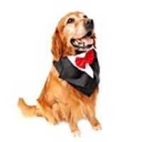 Cat Dog Dress Tuxedo Necklace Bowknot Birthday Wedding New Year