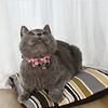 Cat Pets Collar Portable Soft Cute and Cuddly Adjustable Flexible Durable Outdoor Walking Plaid Classic Polyester Red Blue 1pc miniinthebox