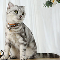 Cat Reflective Band Light Up Collar Tie / Bow Tie Soft Safety Outdoor Walking Color Block PU Leather Black Blue Brown Gray 1pc miniinthebox