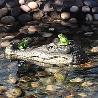 Crocodile Head Garden Pond Floating Animal Ornaments Park Pool Simulation Garden Decor miniinthebox