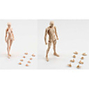 Display Model Model Building Toy PVC