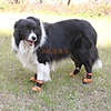 Dog Boots / Shoes Anti-Slip Keep Warm Color Block For Pets Rubber Red