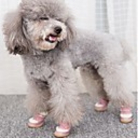 Dog Boots / Shoes Snow Boots Anti-Slip Keep Warm Solid Colored For Pets Plush Fabric Yellow