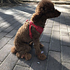 Dog Boots / Shoes Snow Boots Anti-Slip Keep Warm Solid Colored For Pets PU Leather Brown