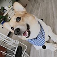 Dog Cat Bandanas Hats Christmas Costume Plaid / Check Santa Claus Classic Cosplay Funny Christmas Party Winter Dog Clothes Puppy Clothes Dog Outfits Adjustable Red Blue Pink Costume for Girl and