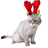 Dog Cat Bandanas Hats Christmas Costume Santa Claus Elk Santa Claus Classic Cosplay Funny Christmas Party Winter Dog Clothes Puppy Clothes Dog Outfits Adjustable Red Costume for Girl and Boy Dog