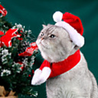 Dog Cat Bandanas Hats Christmas Costume Santa Claus Santa Claus Classic Cosplay Funny Christmas Party Winter Dog Clothes Puppy Clothes Dog Outfits Adjustable Red Costume for Girl and Boy Dog