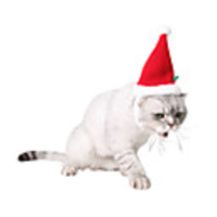 Dog Cat Bandanas Hats Christmas Costume Santa Claus Santa Claus Classic Cosplay Funny Christmas Party Winter Dog Clothes Puppy Clothes Dog Outfits Adjustable Red Costume for Girl and Boy Dog Fleece
