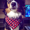 Dog Cat Bandanas Hats Christmas Costume Santa Claus Santa Claus Classic Cosplay Funny Christmas Party Winter Dog Clothes Puppy Clothes Dog Outfits Adjustable White / Red Red / Green Red Costume for