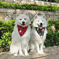 Dog Cat Bandanas Hats Dog Bandana Dog Bibs Scarf Cartoon Floral Botanical Party Cute Christmas Party Dog Clothes Adjustable White / Red Red / Green White Costume Cotton
