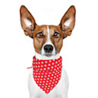 Dog Cat Bandanas Hats Dog Bandana Dog Bibs Scarf Polka Dot Casual / Sporty Cute Dailywear Sports Dog Clothes Adjustable Yellow Red Blue Costume Cotton