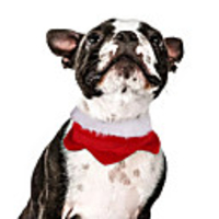 Dog Cat Bandanas Hats Dog Scarf Christmas Costume Santa Claus Santa Claus Classic Cosplay Christmas Party Winter Dog Clothes Puppy Clothes Dog Outfits Adjustable Red Costume for Girl and Boy Dog