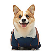 Dog Cat Coat Jacket Color Block Casual / Sporty Cute Casual / Daily Winter Dog Clothes Breathable Blue Costume Cotton XS S M L XL XXL
