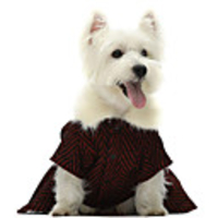 Dog Cat Coat Jacket Solid Colored Casual / Sporty Cute Casual / Daily Winter Dog Clothes Breathable Red Costume Cotton XS S M L XL XXL