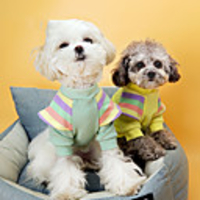 Dog Cat Coat Jumpsuit Color Block Rainbow Cute Casual / Daily Outdoor Winter Dog Clothes Puppy Clothes Dog Outfits Breathable Yellow Pink Green Costume for Girl and Boy Dog Cotton S M L XL XXL
