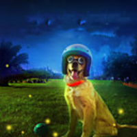 Dog Cat Collar Light Up Collar LED Lights Flashing Anti Lost Other Polyester Rainbow White