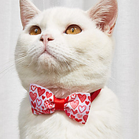 Dog Cat Collar Ornaments Tie / Bow Tie Bowknot Embroidered Cute Sweet Wedding Party Valentine