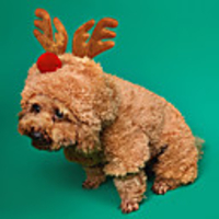 Dog Cat Costume Christmas Costume Santa Claus Elk Santa Claus Classic Cosplay Christmas Winter Dog Clothes Puppy Clothes Dog Outfits Breathable Brown Costume for Girl and Boy Dog Polyster XS S M L XL