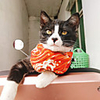 Dog Cat Dog Bandana Dog Bibs Scarf Triangle Bibs Accessories Dog Clothes Adjustable White Yellow Red Costume Golden Retriever Corgi Shiba Inu Cotton Cartoon Fruit Casual / Sporty Cute S M L