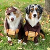 Dog Cat Dog clothes Letter Number Funny Festival Winter Dog Clothes Puppy Clothes Dog Outfits Warm Blue Brown Costume for Girl and Boy Dog Cotton S M L miniinthebox