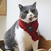 Dog Cat Dog Scarf Puppy Clothes Solid Colored Cosplay Christmas Winter Dog Clothes Puppy Clothes Dog Outfits Red Green Costume for Girl and Boy Dog Polyster S L