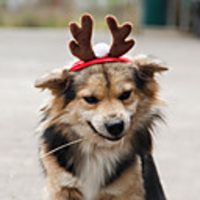 Dog Cat Hair Accessories Bandanas Hats Christmas Costume Santa Claus Elk Santa Claus Cosplay Funny Christmas Party Winter Dog Clothes Puppy Clothes Dog Outfits Adjustable Red Costume for Girl and