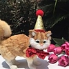 Dog Cat Hair Accessories Bandanas Hats Christmas Costume Santa Claus Santa Claus Classic Cosplay Funny Christmas Party Winter Dog Clothes Puppy Clothes Dog Outfits Adjustable Red Costume for Girl