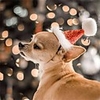 Dog Cat Hair Accessories Bandanas Hats Christmas Costume Santa Claus Santa Claus Classic Cosplay Funny Christmas Party Winter Dog Clothes Puppy Clothes Dog Outfits Adjustable Red Dark Red Costume
