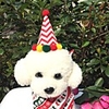 Dog Cat Hair Accessories Bandanas Hats Christmas Costume Santa Claus Santa Claus Classic Cosplay Funny Christmas Party Winter Dog Clothes Puppy Clothes Dog Outfits Adjustable White Red Green Costume