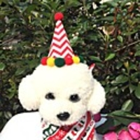 Dog Cat Hair Accessories Bandanas Hats Christmas Costume Santa Claus Santa Claus Classic Cosplay Funny Christmas Party Winter Dog Clothes Puppy Clothes Dog Outfits Adjustable White Red Green Costume