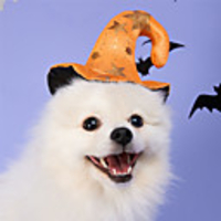 Dog Cat Halloween Costumes Dog Bandana Dog Hat Dog Birthday Bandana Hat Skull Pumpkin Party Cosplay Party Halloween Dog Clothes Double-Sided Yellow Costume Polyester One-Size
