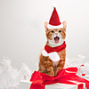 Dog Cat Outfits Bandanas Hats Christmas Costume Santa Claus Santa Claus Cosplay Christmas Party Winter Dog Clothes Puppy Clothes Dog Outfits Adjustable Red Costume for Girl and Boy Dog Polyster