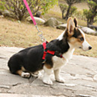 Dog Cat Pets Harness Leash Portable Retractable Cute and Cuddly Adjustable Flexible Durable Casual / Daily Safety Solid Colored Classic Polyester Nylon Golden Retriever Corgi Beagle Bulldog Shiba Inu