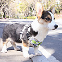 Dog Cat Pets Harness Leash Reflective Portable Retractable Soft Cute and Cuddly Adjustable Flexible Durable Geometic Cartoon Christmas Polyester Golden Retriever Corgi Beagle Bulldog Shiba Inu Cocker